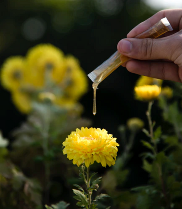 #honey #summer #flower